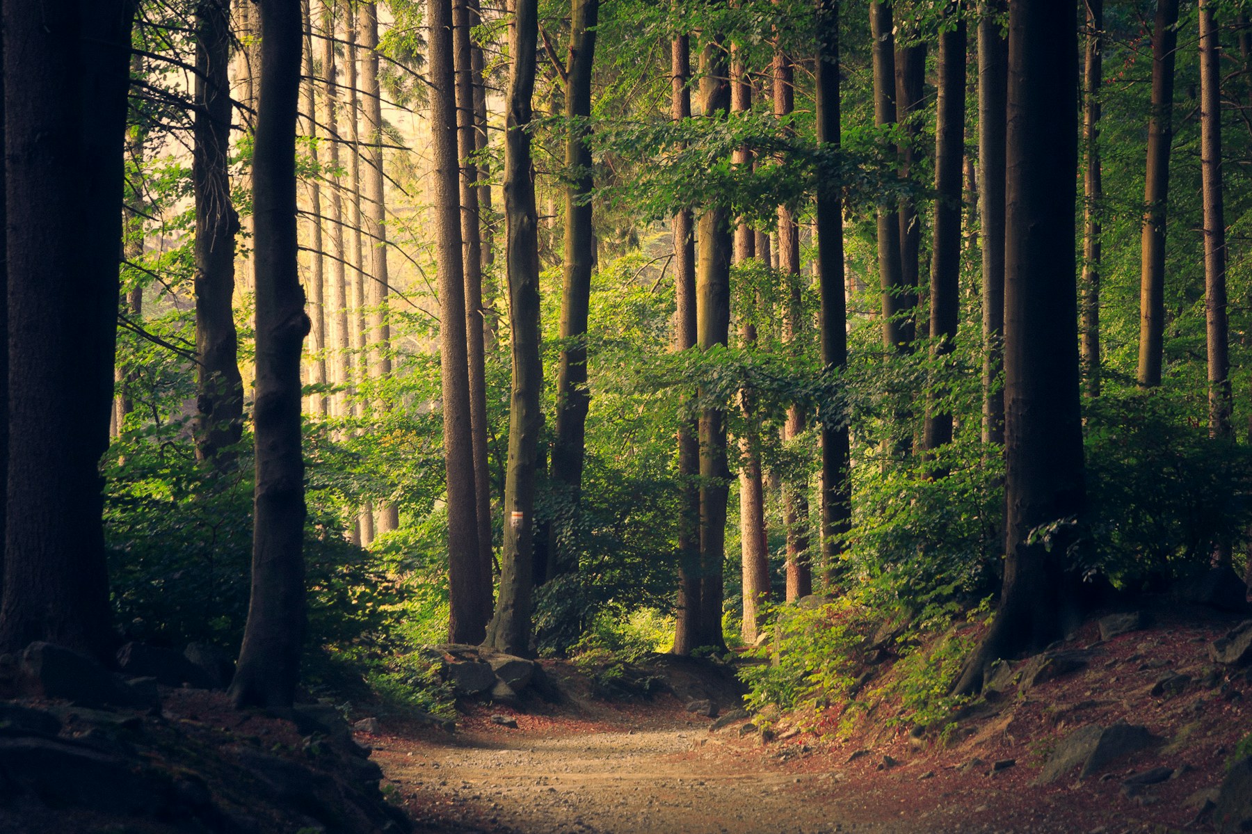 Ein Waldweg im Morgenlicht